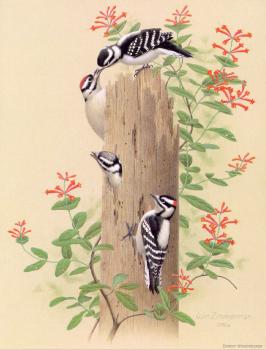 William Zimmerman : Downy Woodpecker